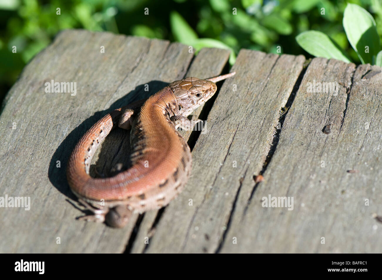 Biacco (Lacerta agilis) Foto Stock