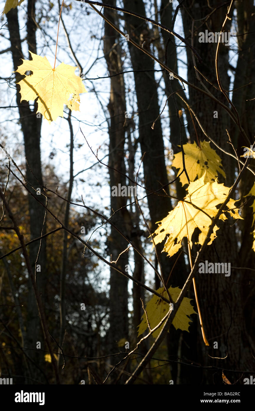 Maple Leaf in foresta, Svezia Foto Stock