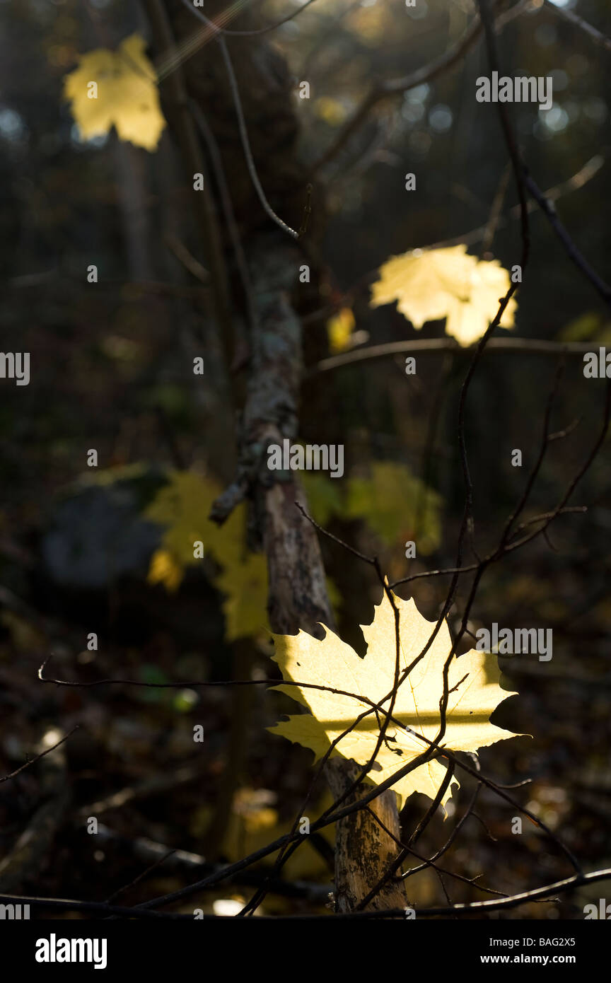 Maple Leaf in foresta, Svezia Foto Stock