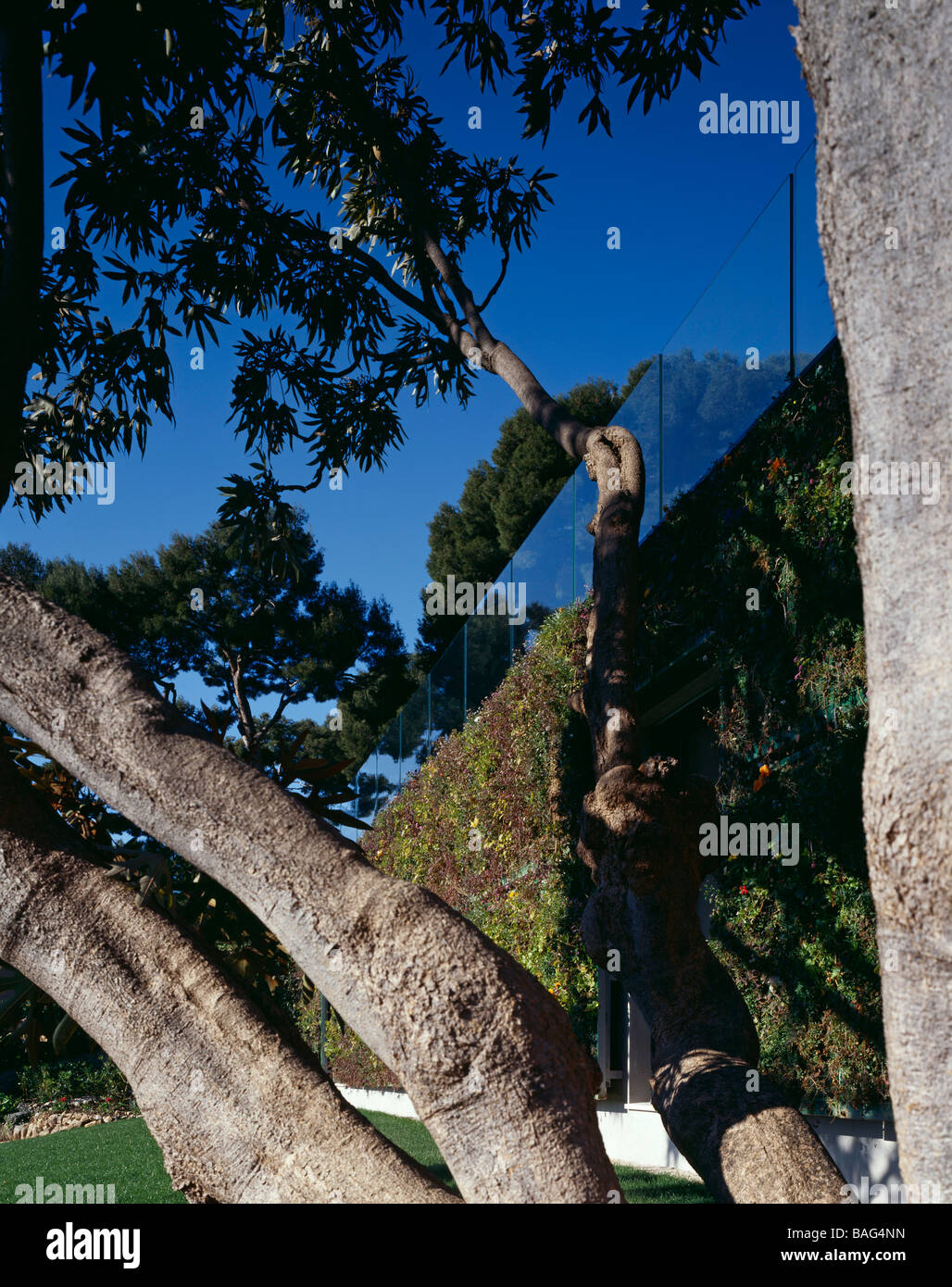 Fiori, Eze, Francia, architetto sconosciuto, fiori Flower parete attraverso la struttura ad albero. Foto Stock