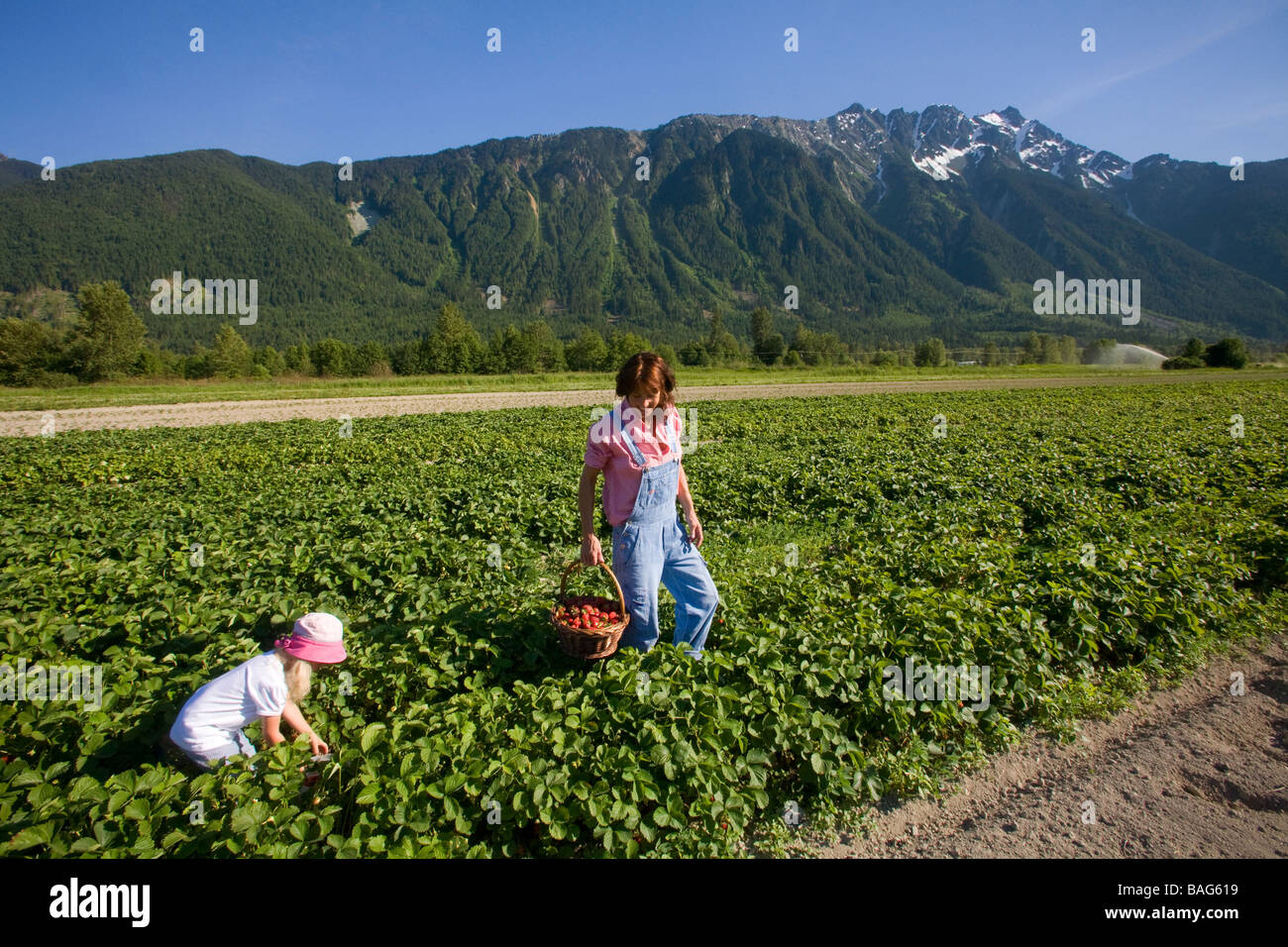 Madre e figlia raccolta fragole Pemberton della Columbia britannica in Canada Foto Stock