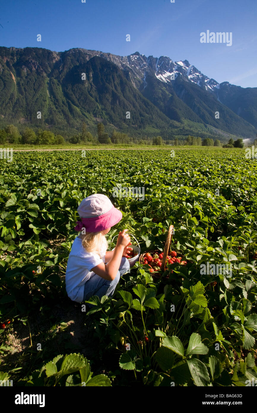 Ragazza giovane picking strawberies Pemberton della Columbia britannica in Canada Foto Stock