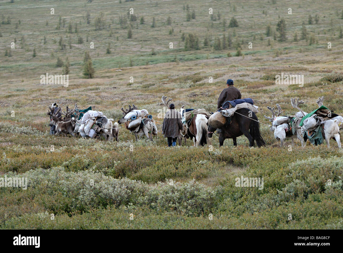 Mongolia, Khovsgol Provincia, rosso taiga, Tsaatan famiglia passaggio al loro campo di autunno Foto Stock