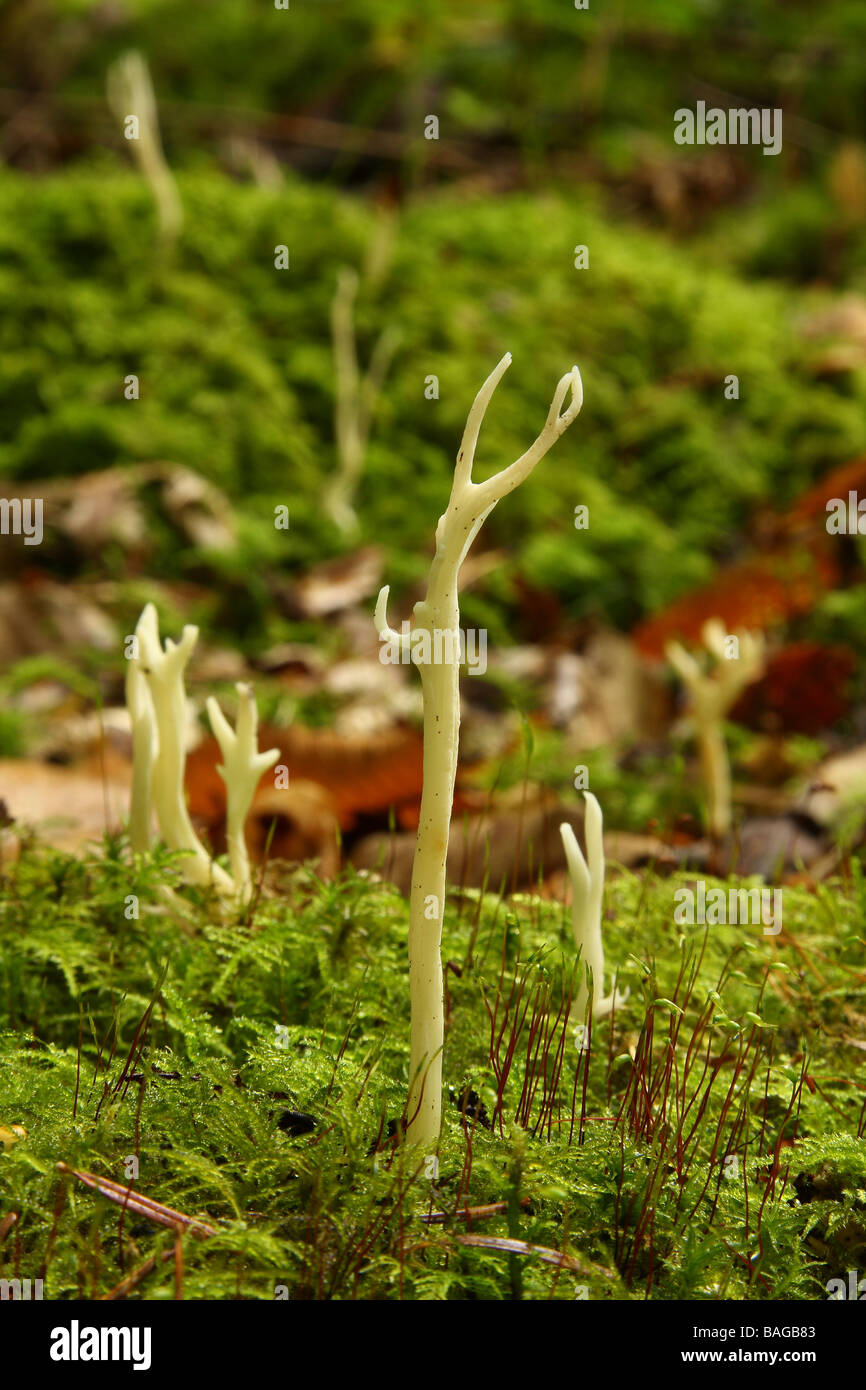 Diversi Club rugoso funghi Clavulina rugosa crescente nel bosco di muschio Limousin Francia Foto Stock