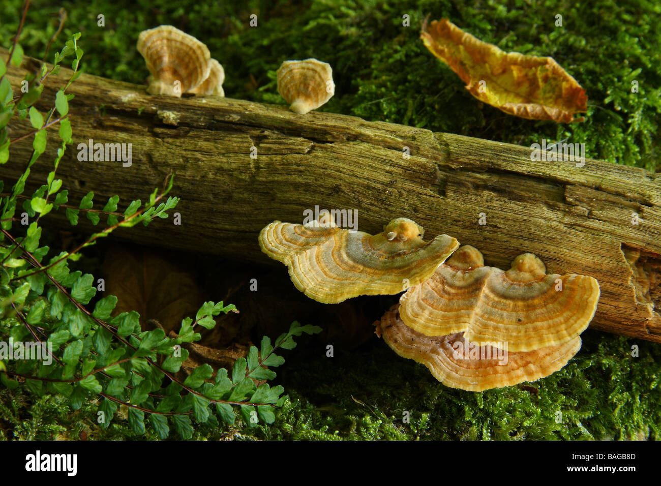 Più luce colorata molte zone Polypore Coriolus versicolor cresce su un caduto ramo morto Limousin Francia Foto Stock