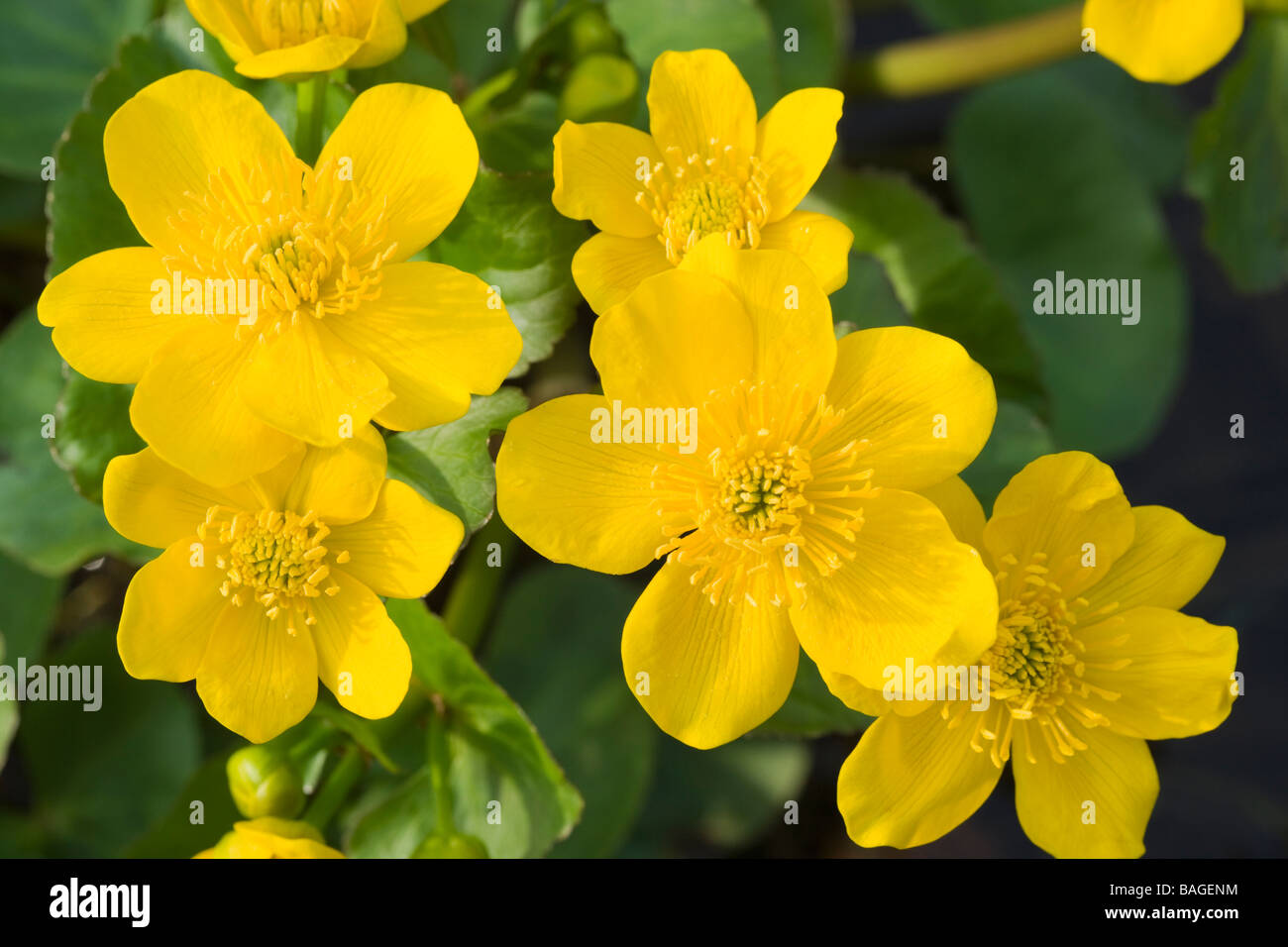 Marsh Calendula, Caltha palustris. Regno Unito. Foto Stock Marsh Calendula, Caltha palustris. Regno Unito. Foto Stock