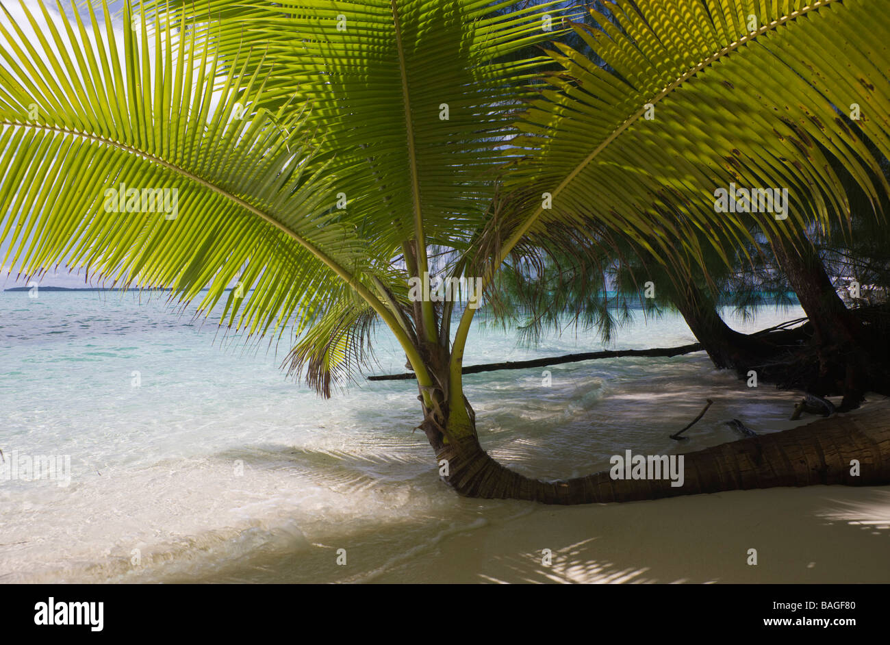 Fiancheggiata da palme spiaggia a Palau Micronesia Palau Foto Stock