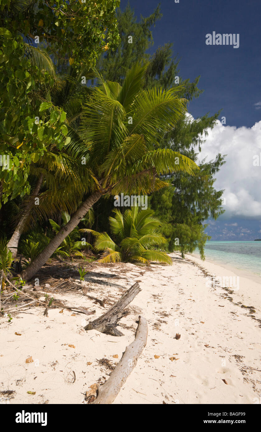 Fiancheggiata da palme spiaggia a Palau Micronesia Palau Foto Stock