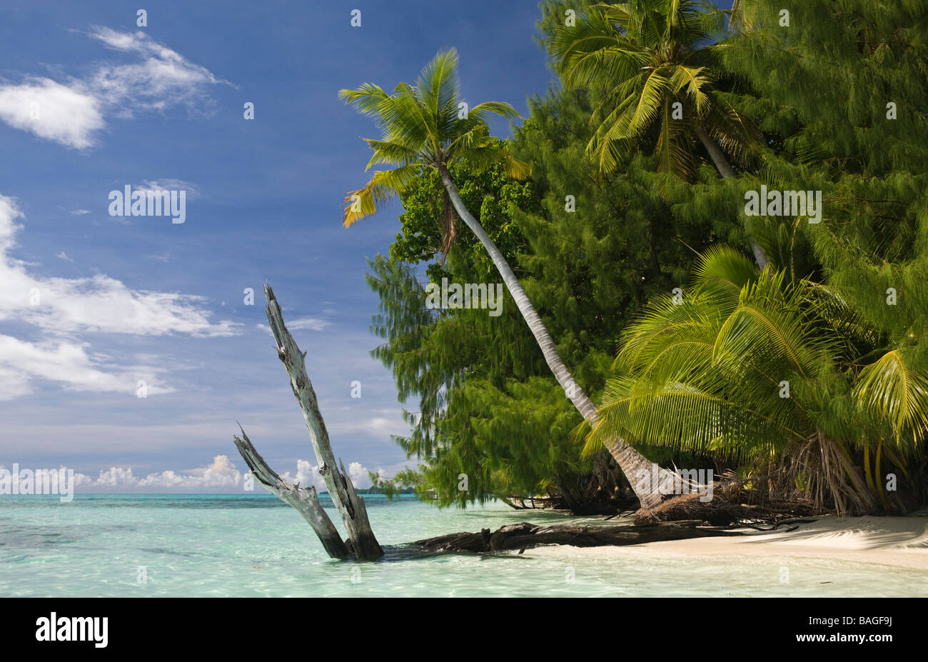 Fiancheggiata da palme spiaggia a Palau Micronesia Palau Foto Stock