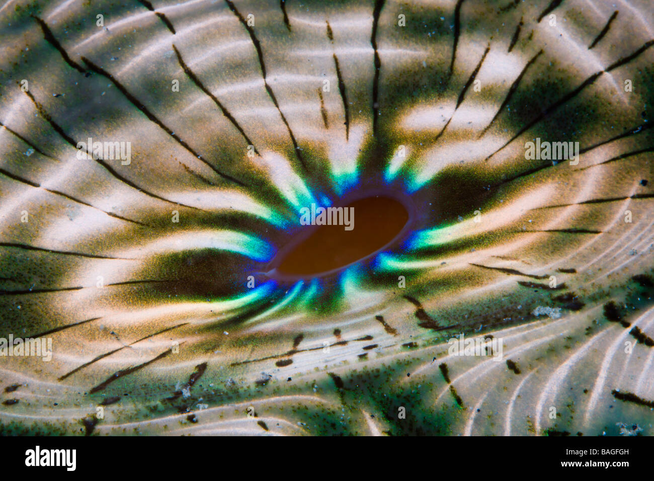 La pigmentazione del mantello della vongola gigante Tridacna Squamosa Micronesia Palau Foto Stock