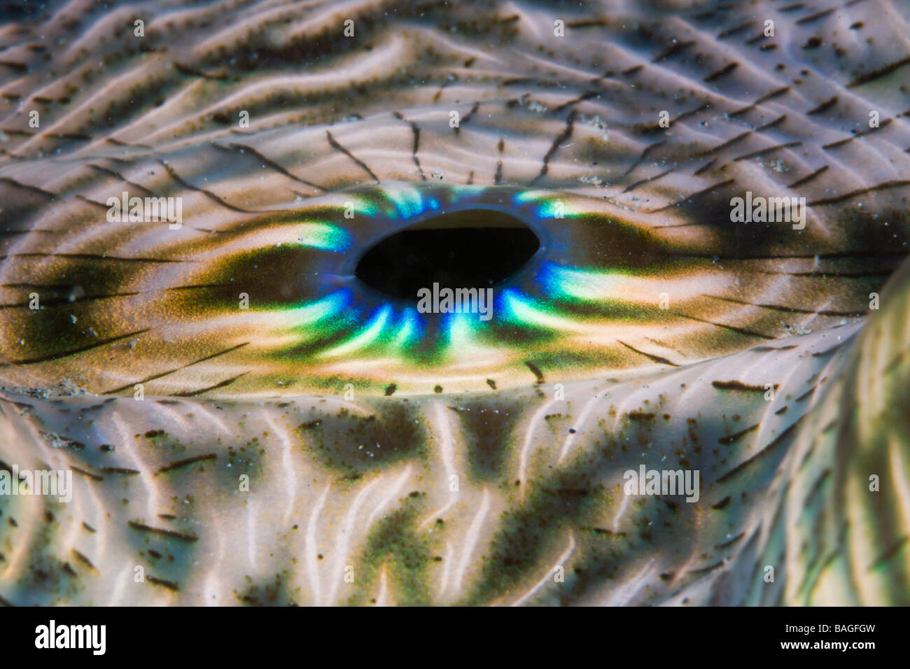 Manto iridescente di vongola gigante Tridacna Squamosa Micronesia Palau Foto Stock