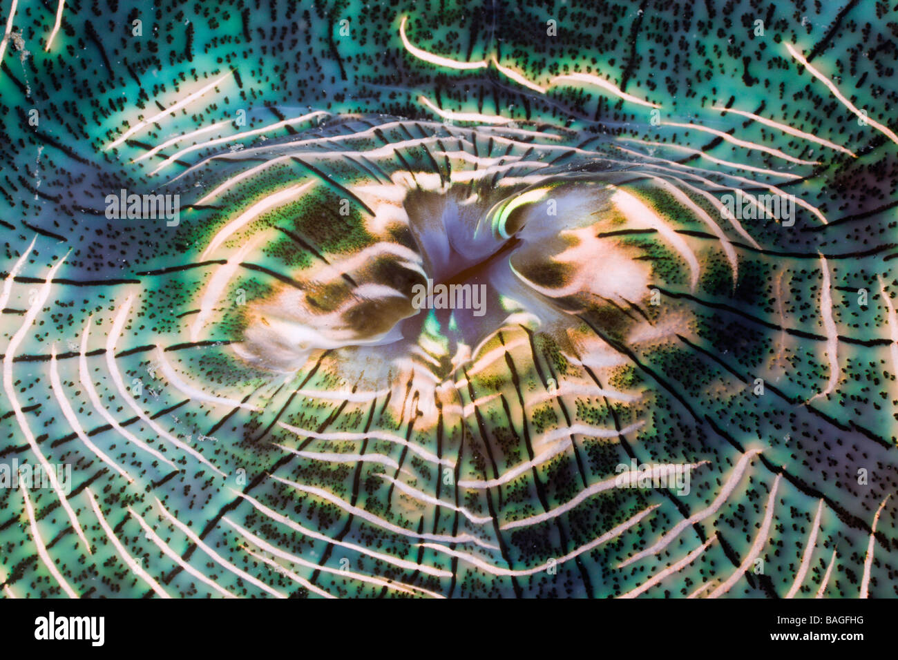 Manto iridescente di vongola gigante Tridacna Squamosa Micronesia Palau Foto Stock