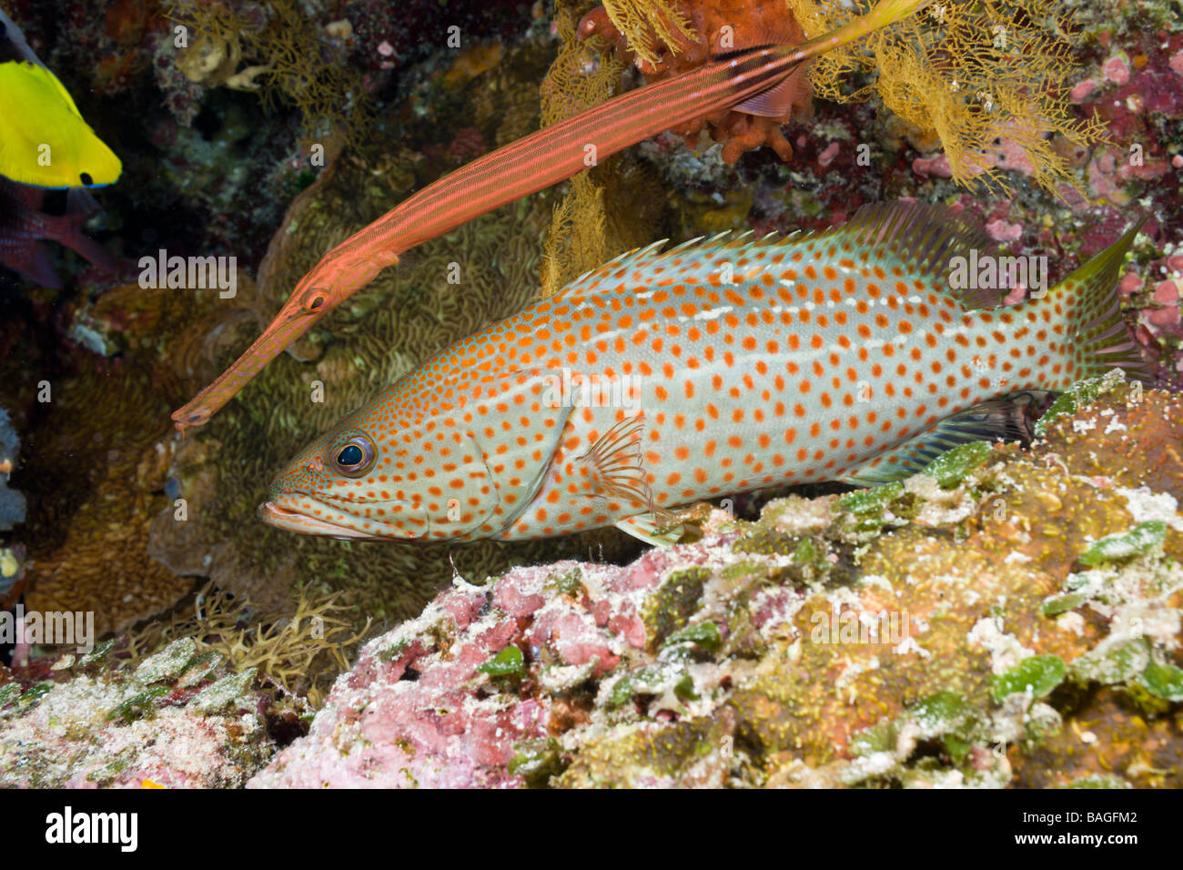 Trumpetfish nascondendo dietro bianco rivestito di cernia Auostomus chinensis Anyperodon leucogrammicus breve Dropoff Micronesia Palau Foto Stock