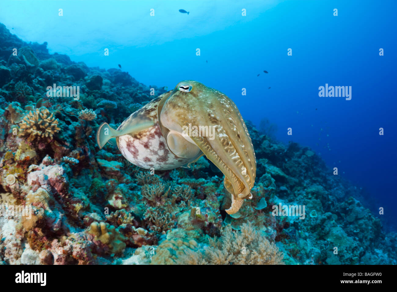 Broadclub Seppie Sepia latimanus Micronesia Palau Foto Stock