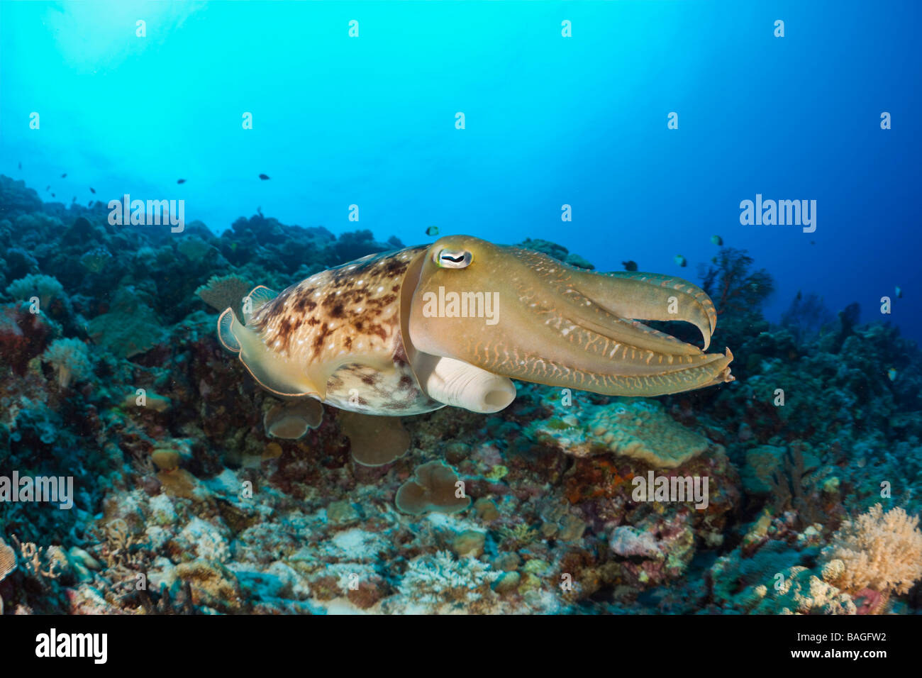 Broadclub Seppie Sepia latimanus Micronesia Palau Foto Stock