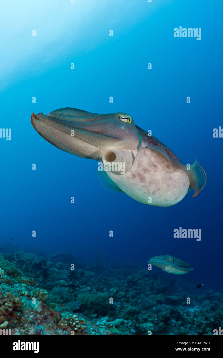 Broadclub Seppie Sepia latimanus Micronesia Palau Foto Stock