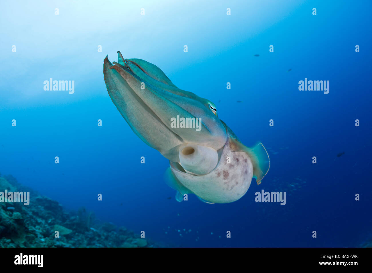 Broadclub Seppie Sepia latimanus Micronesia Palau Foto Stock