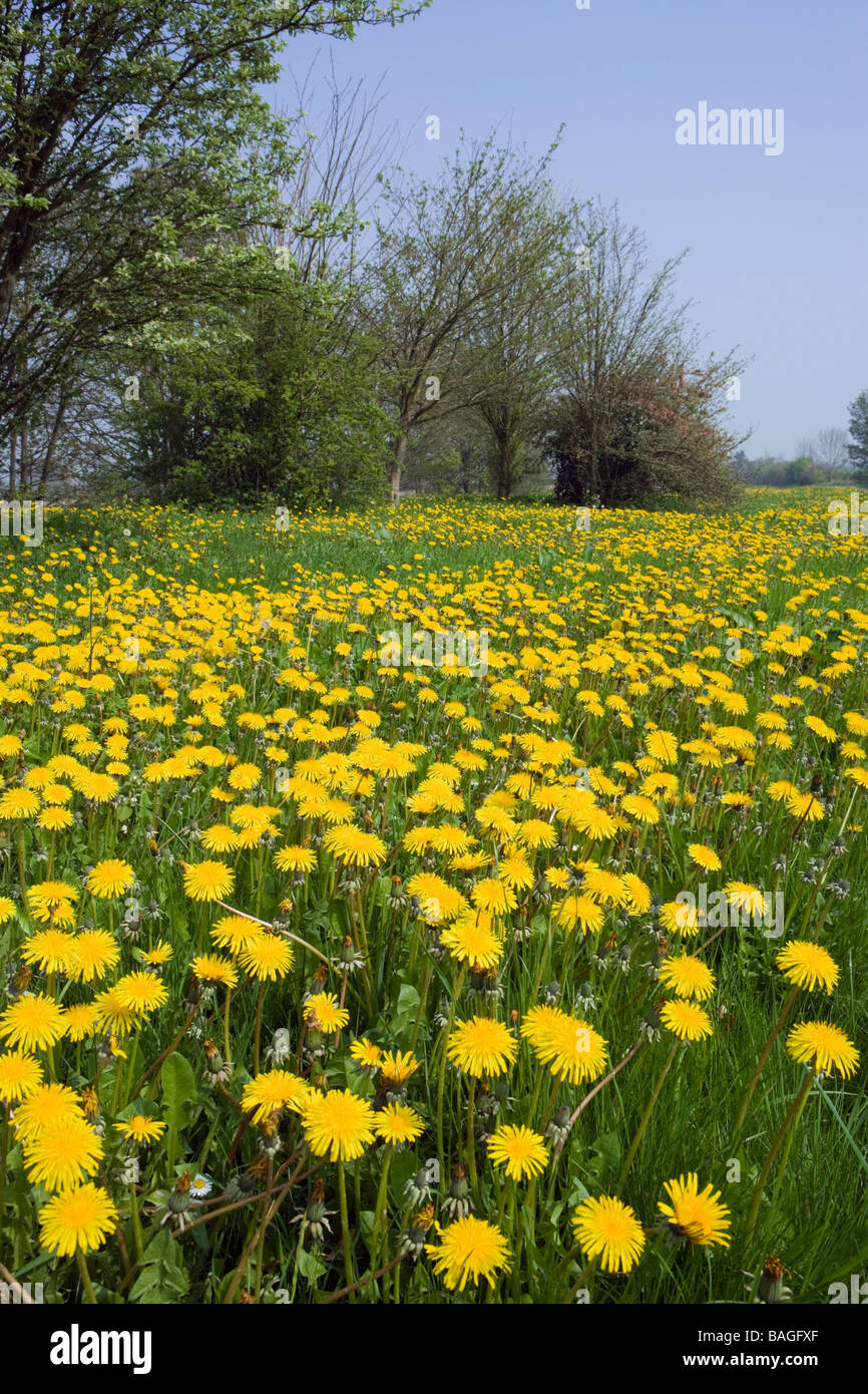 Massa di tarassaco (Taraxacum). Surrey, Regno Unito Foto Stock