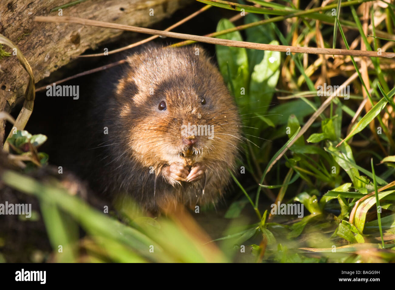Acqua di alimentazione vole sotto ombra di log Foto Stock