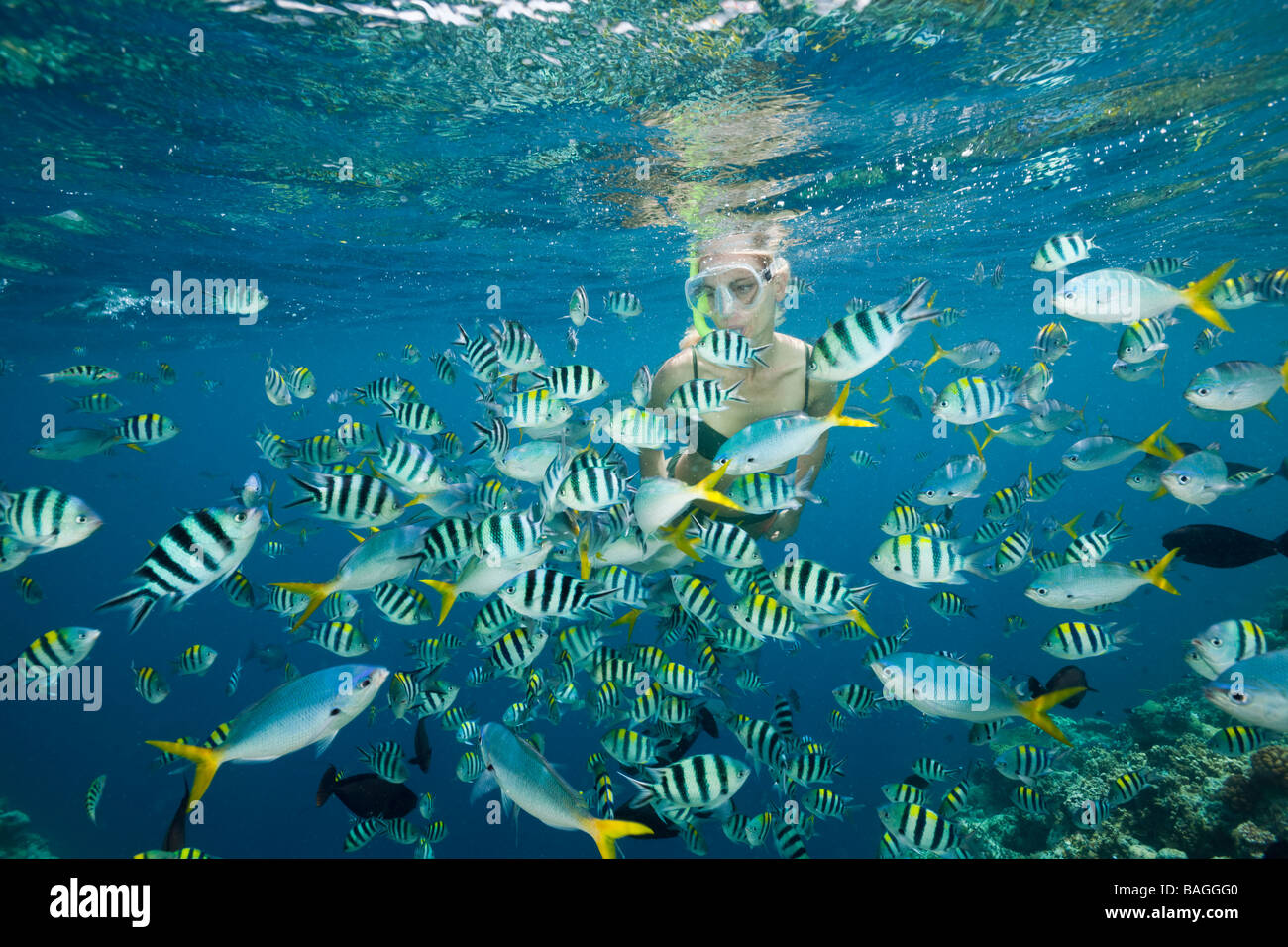Immersioni con pesci dai colori vivaci Micronesia Palau subacqueo Foto Stock