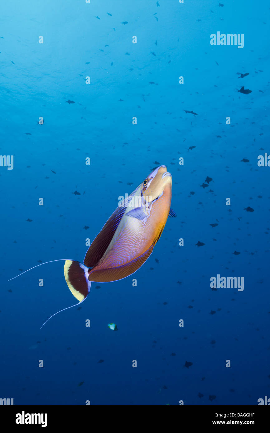 Bignose Unicornfish Naso vlamingii angolo blu Micronesia Palau Foto Stock
