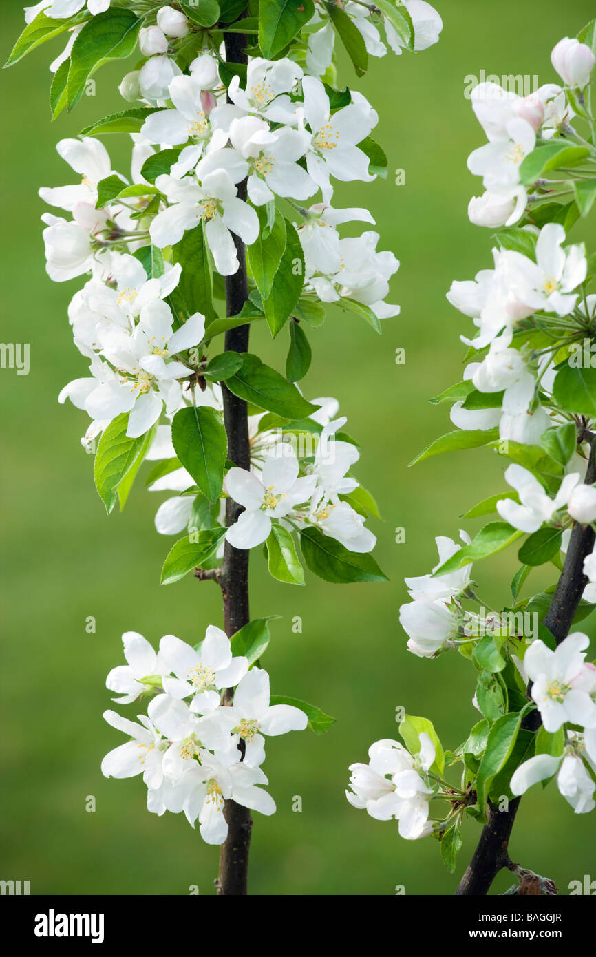 Crab Apple, Malus 'John Downie'. Giardino del Regno Unito. Foto Stock Crab Apple, Malus 'John Downie'. Giardino del Regno Unito. Foto Stock