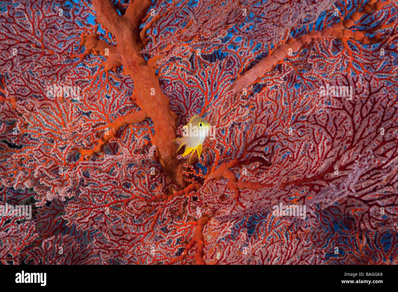 Golden fanciulla e Mare Fan Amblyglyphidodon aureus Peleliu Wall Micronesia Palau Foto Stock