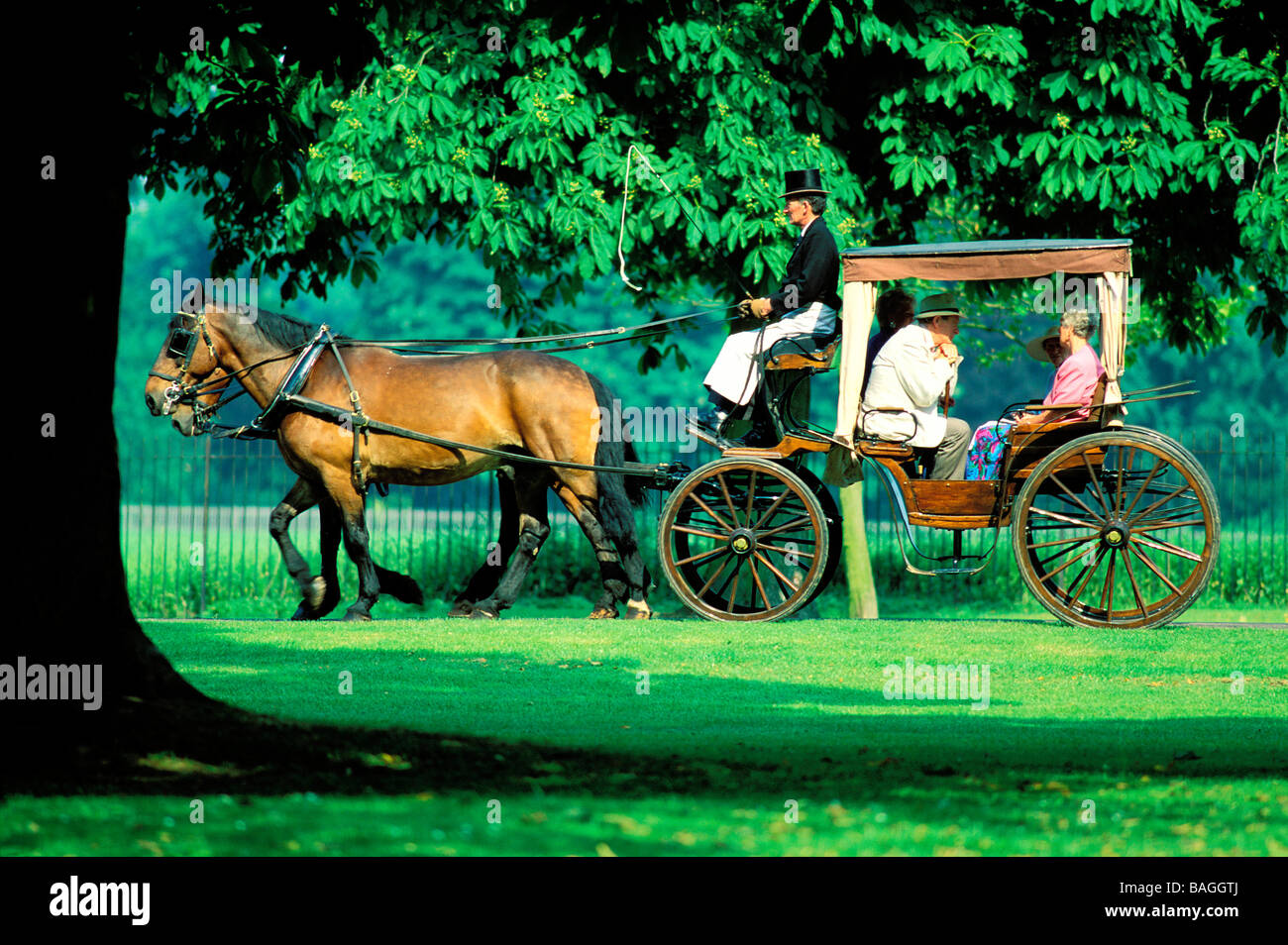 Regno Unito, Berkshire, Windsor, cavallo e pullman nel parco Foto Stock