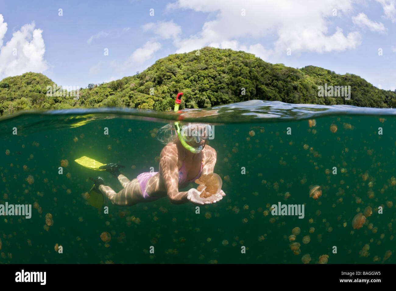 Immersioni con innocuo Medusa Mastigias papua etpisonii Medusa Lago Micronesia Palau Foto Stock