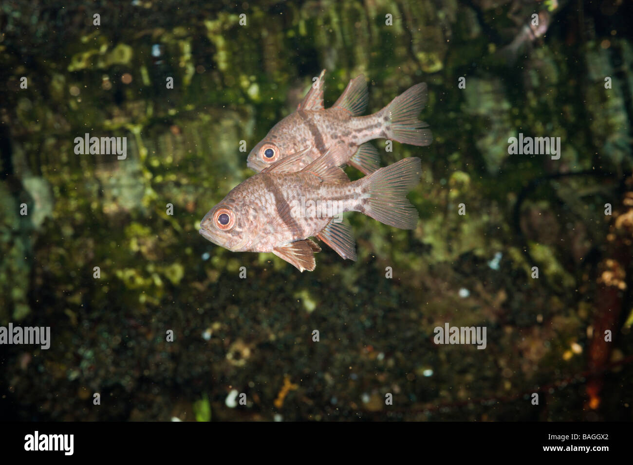 Orbiculated Cardinalfish Sphaeramia orbicularis Medusa Lago Micronesia Palau Foto Stock
