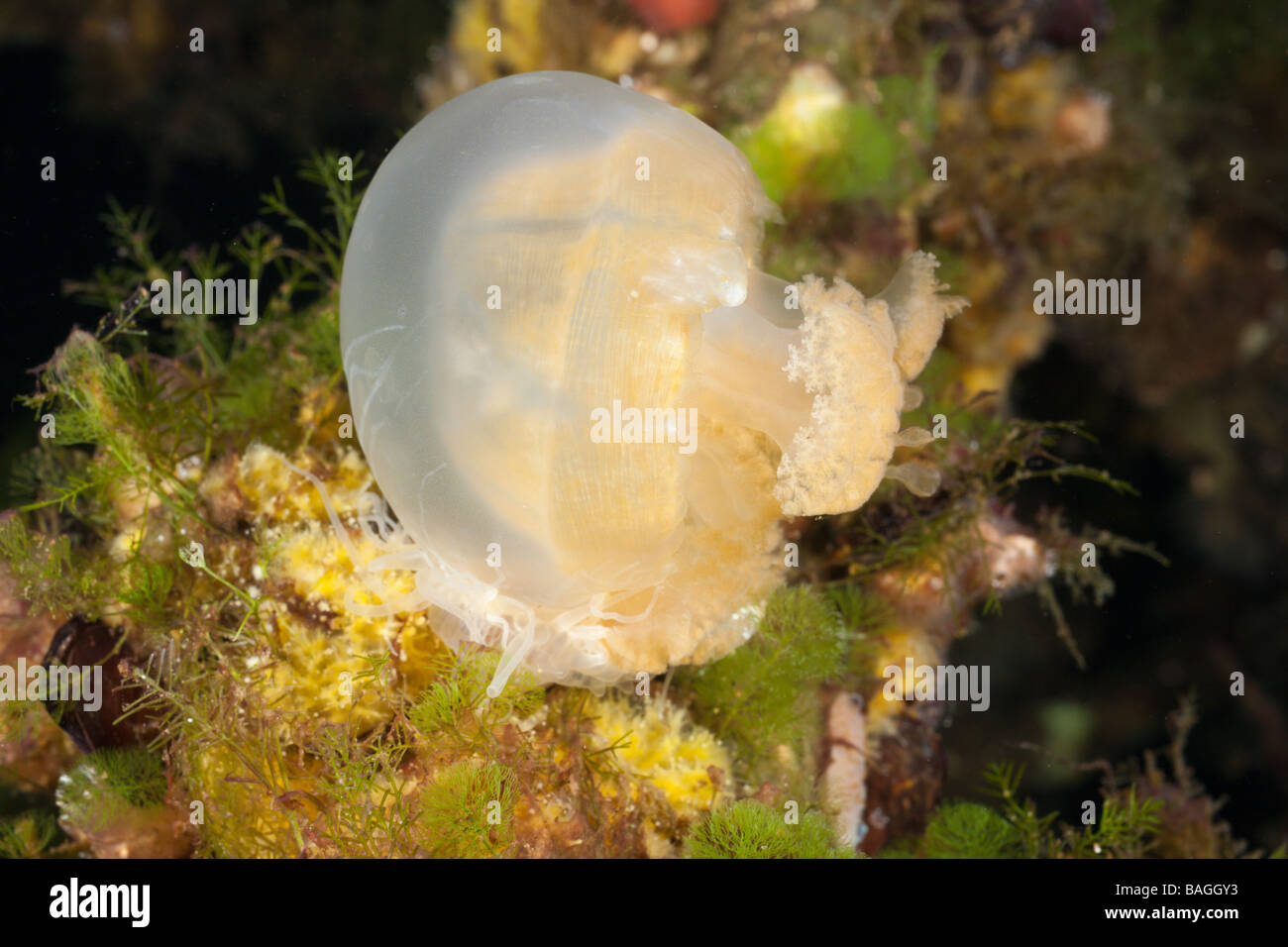 Alimentazione Anemone Entacmaea Medusa medusivora Mastigias papua etpisonii Medusa Lago Micronesia Palau Foto Stock