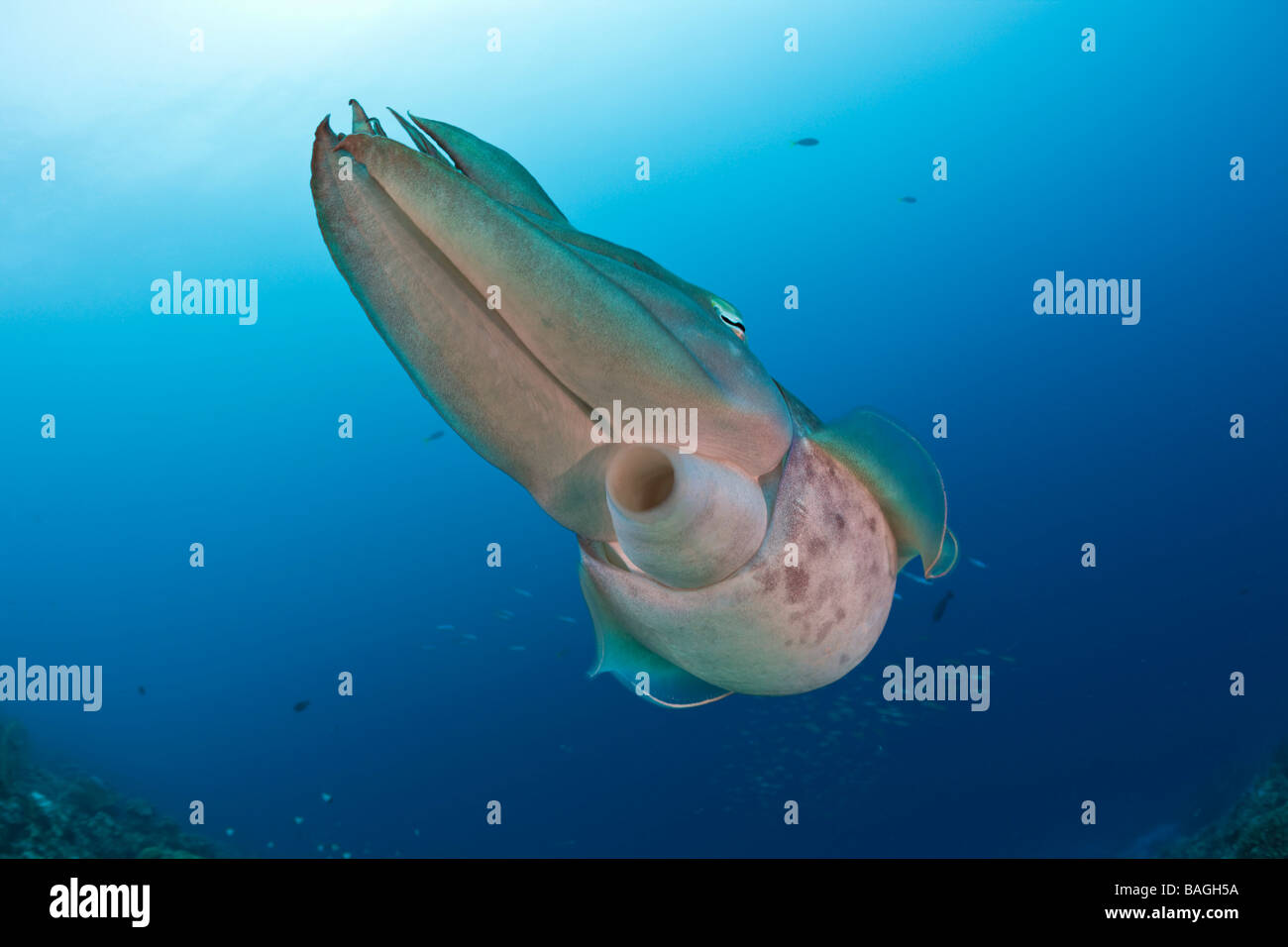Broadclub Seppie Sepia latimanus Micronesia Palau Foto Stock