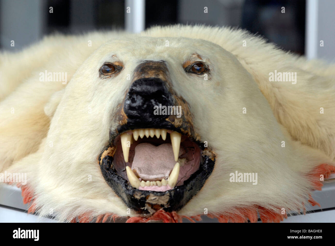 Pelle di orso polare Foto Stock