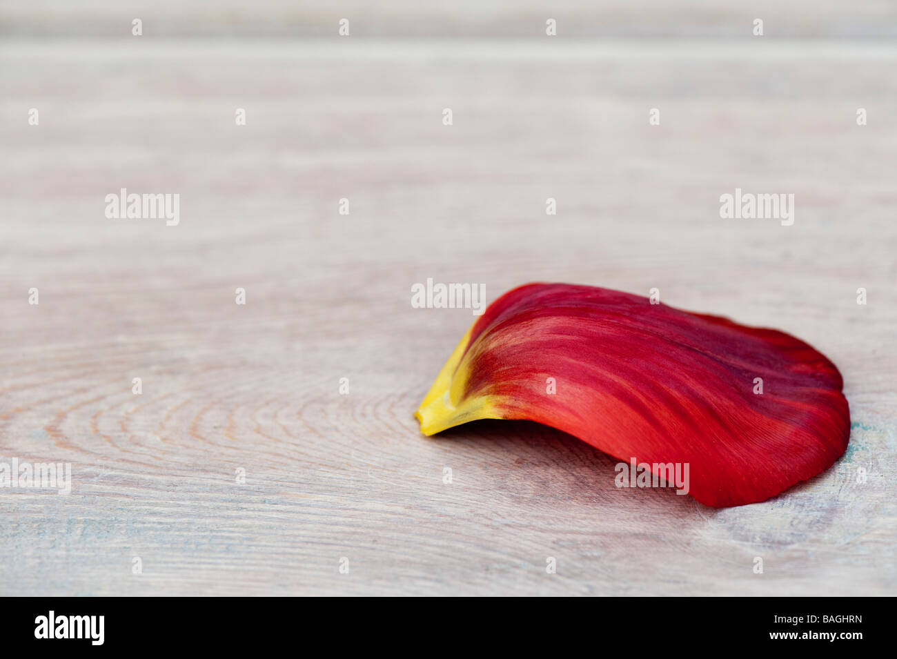 Red Tulip petali di un giardino in legno tavolo Foto Stock