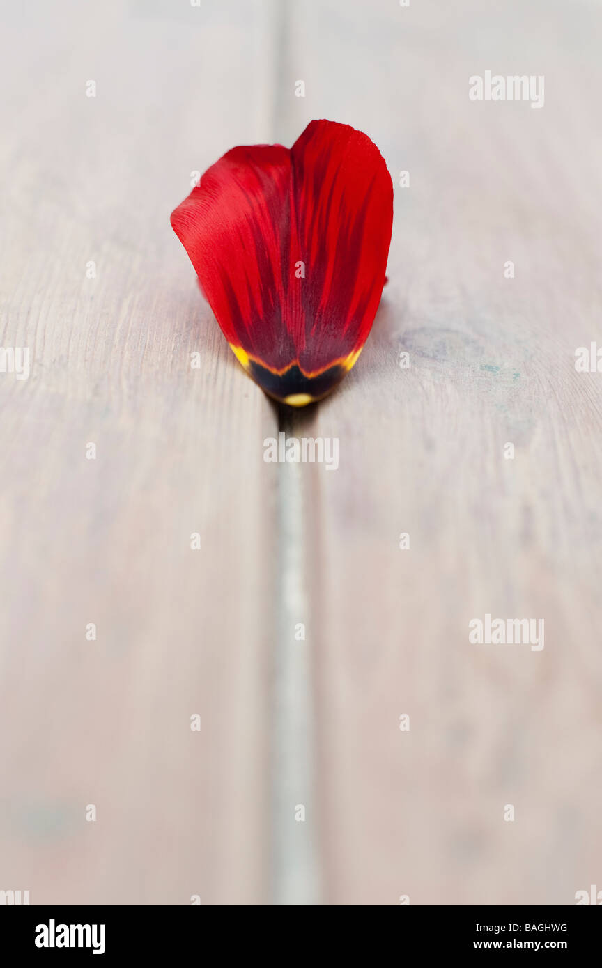 Red Tulip petali di un giardino in legno tavolo Foto Stock