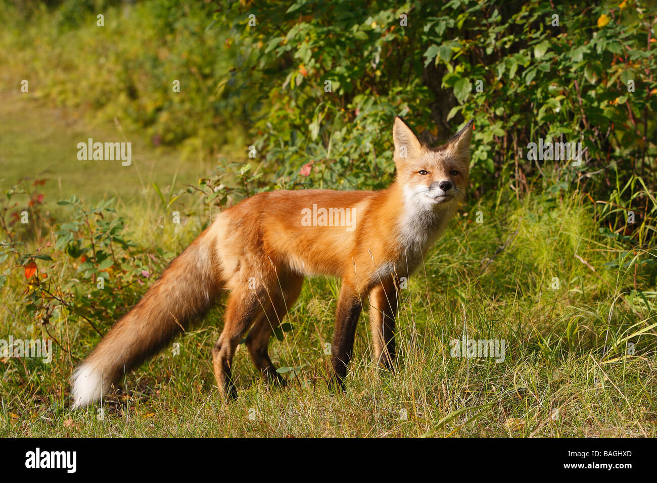 Red Fox (Vulpes vulpes vulpes). I giovani a partire dall'anno in piedi, vista laterale Foto Stock