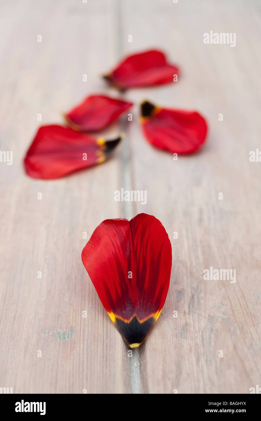 Red Tulip petali su un giardino in legno tavolo Foto Stock