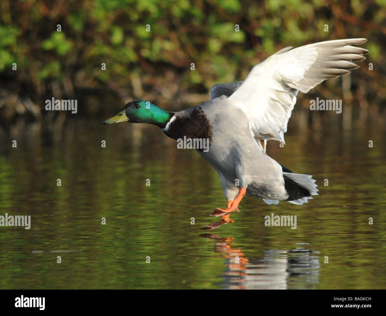 Un maschio di germano reale in arrivo a terra, home a roost. Foto Stock