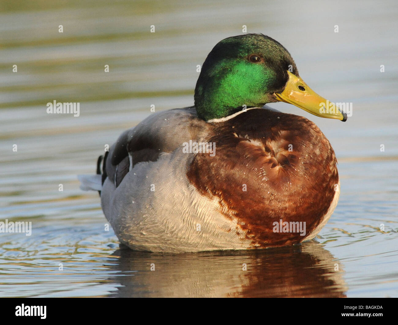 Un maschio di Mallard duck nell'acqua, con una forma di cuore sul suo corpo. Foto Stock