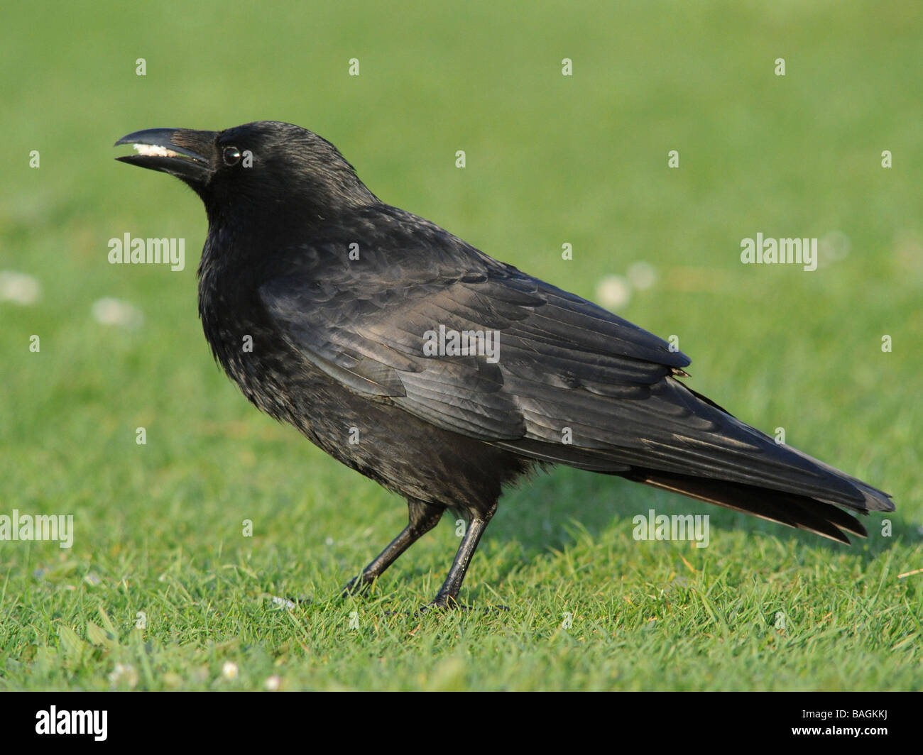 Un corvo nero di mangiare un po' di pane. Foto Stock