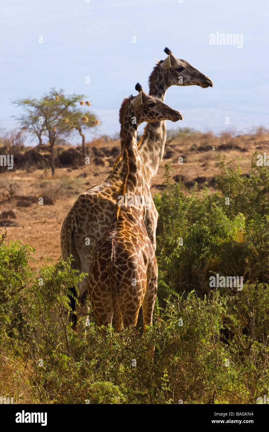 Le giraffe Foto Stock