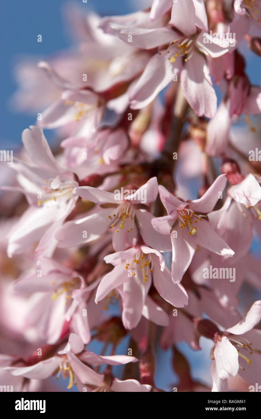Ciliegio piangente blossoms fino vicino Foto Stock