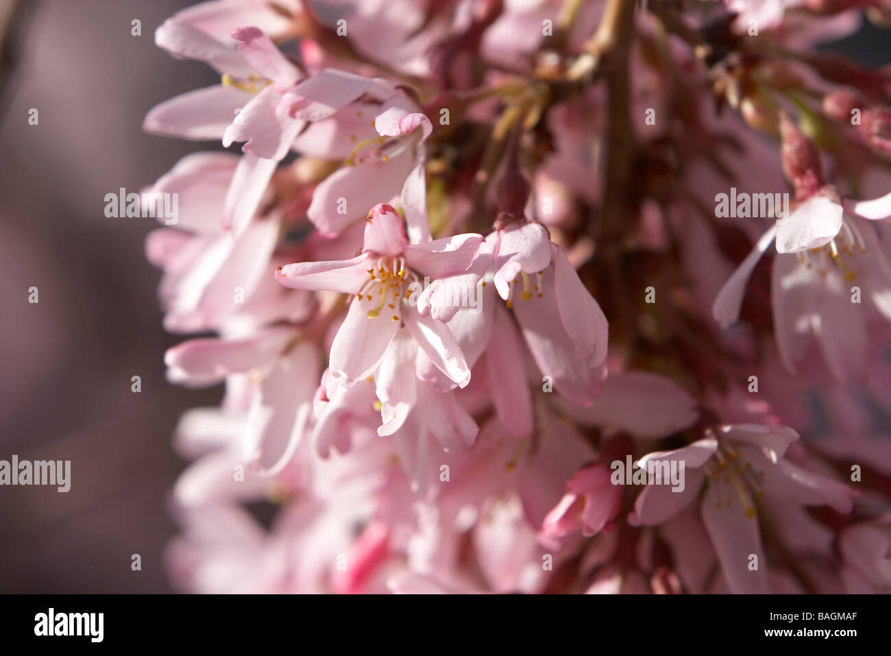 Ciliegio piangente blossoms fino vicino Foto Stock