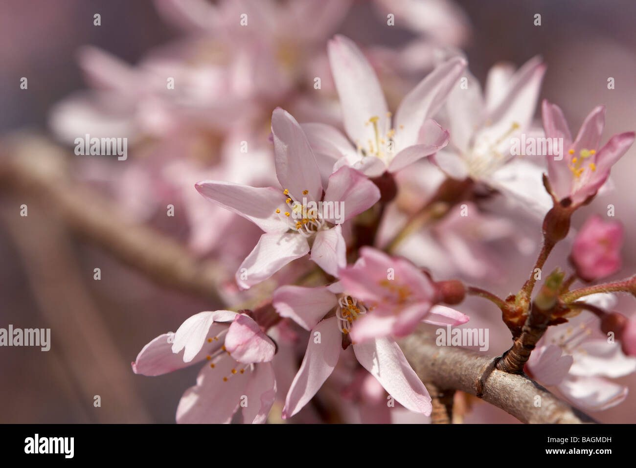 Ciliegio piangente blossoms fino vicino Foto Stock