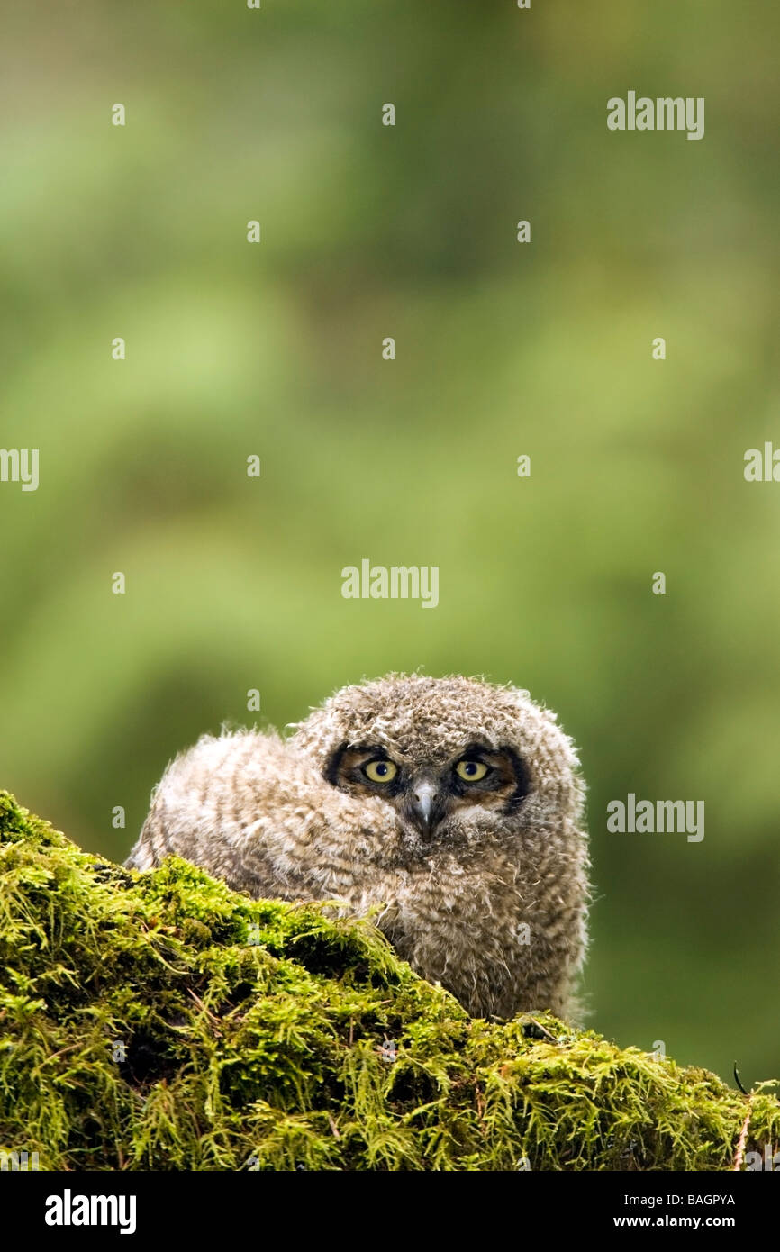 I capretti grande-cornuto Owl - Camano Beach State Park, Washington Foto Stock