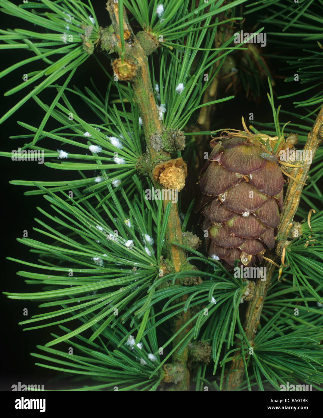 Il larice adelges Adelges laricis bianco ceroso di masse di insetti parassiti degli aghi del larice Foto Stock