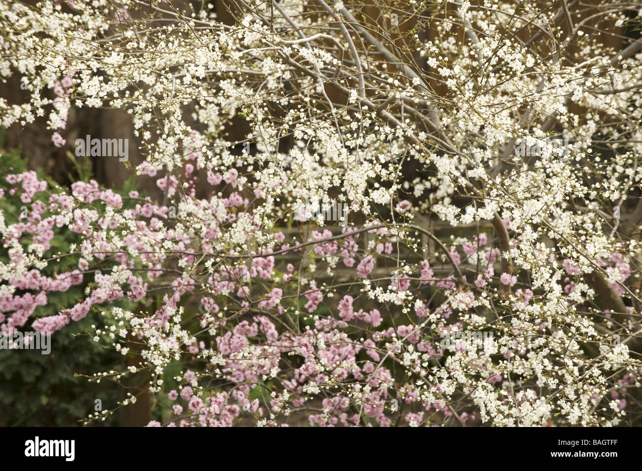 Fiore di primavera Foto Stock