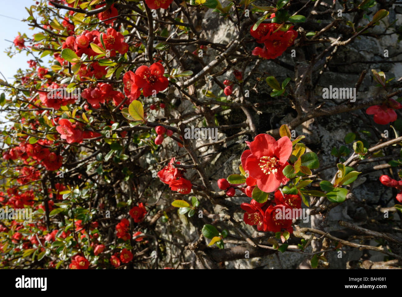 Chaenomeles japonica fiori di mela cotogna Foto Stock