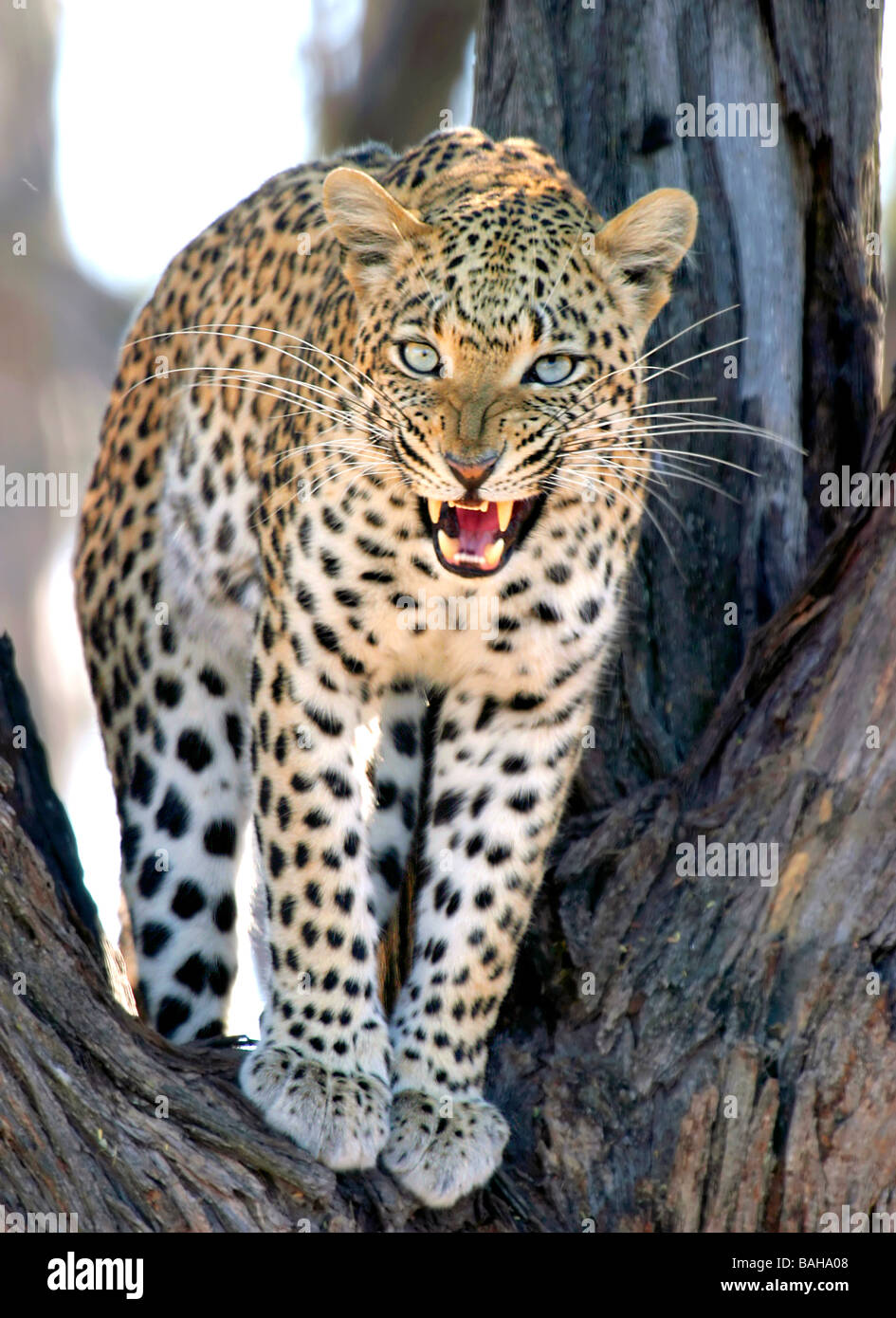 Leopard africana nella struttura ad albero Chitabe Bush Camp Botswana Africa Foto Stock