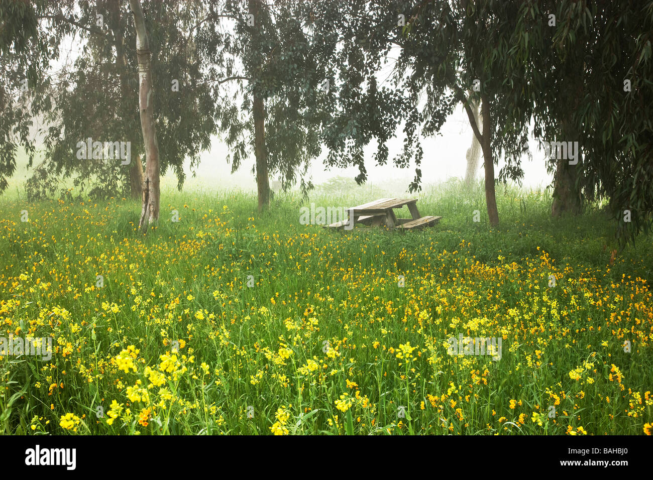 Alberi di eucalipto, foggy prato, senape & Fiddleneck fiori selvatici, Svuotare tavolo da picnic. Foto Stock